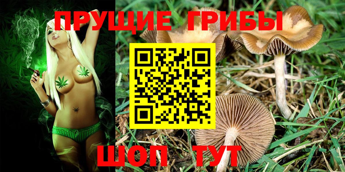 Галлюциногенные грибы Cubensis Сальск